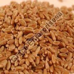 Hard Red Wheat Seeds