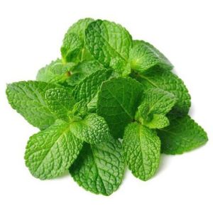 Fresh Mint Leaves