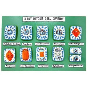 Plant Mitosis Cell Division