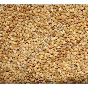 Foxtail Millet Seeds