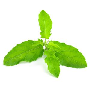 Tulsi Leaves