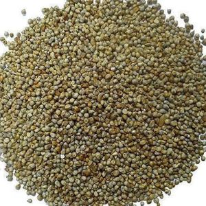 Bajra Seeds