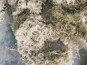 Fine silk waste (kibisu)