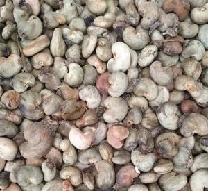 Ivory Coast Raw Cashew Nuts