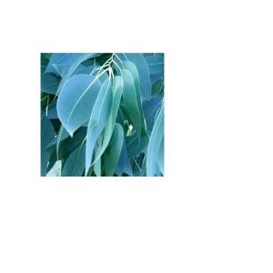 Eucalyptus Leaves