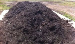 Buffalo Dung Manure