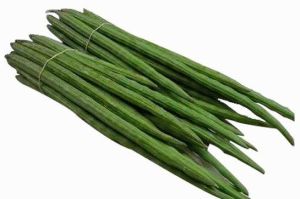 Green Organic Fresh Drumstick, For Cooking, Packaging Type : Gunny Bag