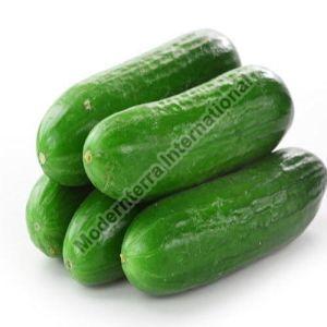 Fresh Green Cucumber