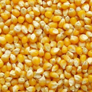 yellow maize seeds