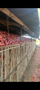 Nashik stock quality onion