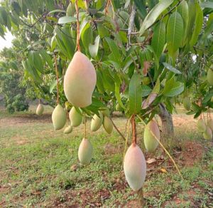 totapuri mango