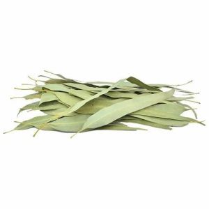 Dry Eucalyptus Leaves