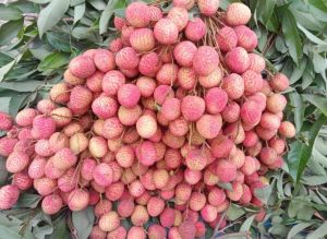 Fresh Litchi