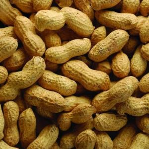 fresh shelled peanuts