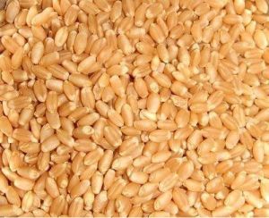M.P. Whole Wheat Grain