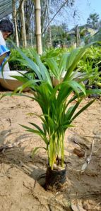 Areca Palm Plant, Color : Natural Green