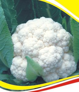 nxg 172 hybrid cauliflower seed