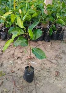 Black Jamun Plant