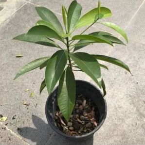 Chiku Plant