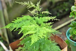 Asparagus Fern