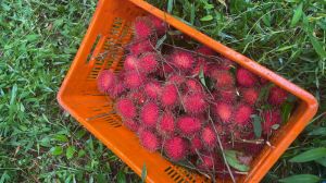 Rambutan Fruit