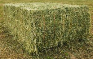 rhode grass