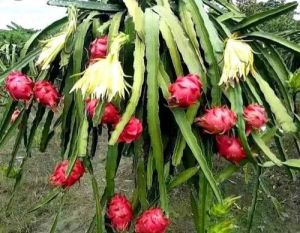 Fresh Dragon Fruit