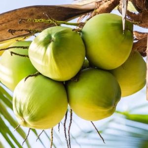 tender coconut