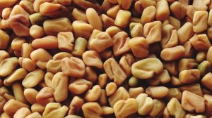 fenugreek seed