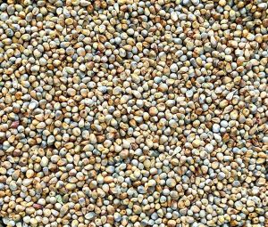 Pearl Millet Seed