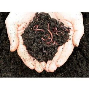 vermicompost fertilizer