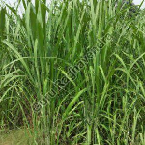Organic Super Napier Grass