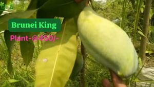 Brunei King Mango Plant