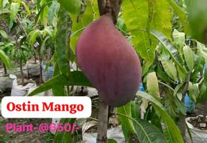 Ostin Mango Plant