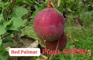 Red Palamar Mango Plant