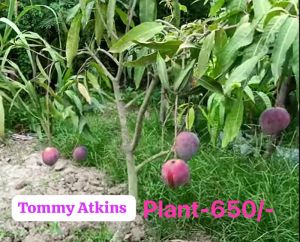 Tommy Atkins Mango Plant