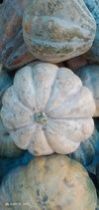 Green Natural Pumpkin, For Human Consumption, Cooking, Shape : Round