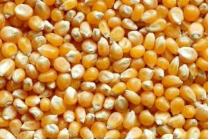 yellow maize corn