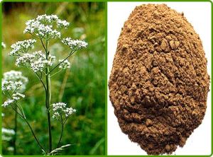 Valerian Extract