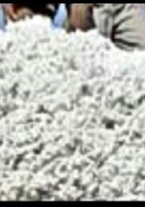 Cotton