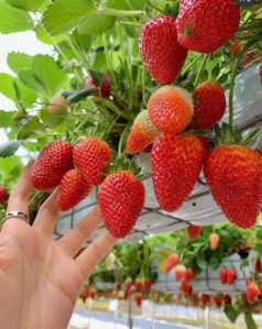 fresh strawberry fruits