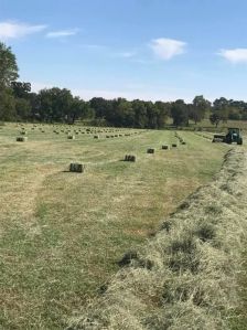 animal feed alfalfa hay
