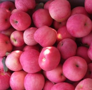 Fresh Gala Apples