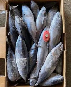 Frozen Bonito Tuna Fish