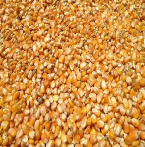 Human Animal Feed Grade Consumption Yellow Corn Maize