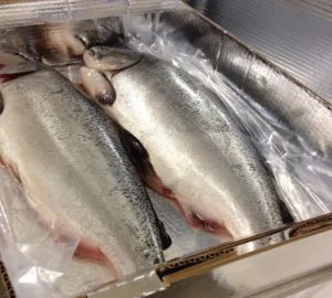 salmon fresh frozen king salmon fish