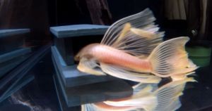 Arowana Fish