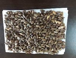 Mucuna Seeds