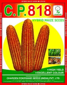 C.P. 818 Hybrid Maize Seeds