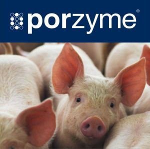 Porzyme TP100